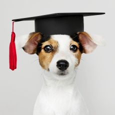 Ein-Personen-Unternehmen für  wissenschaftliche Umfrage gesucht